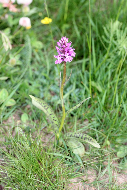 Dactylorhiza maculata subsp.fuchsii